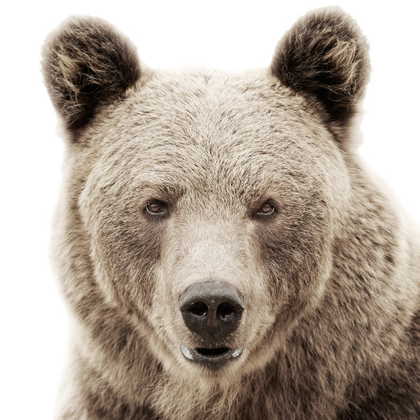 Animal Portraits by Morten Koldby mortenkoldby03 Animal Portraits by Morten Koldby