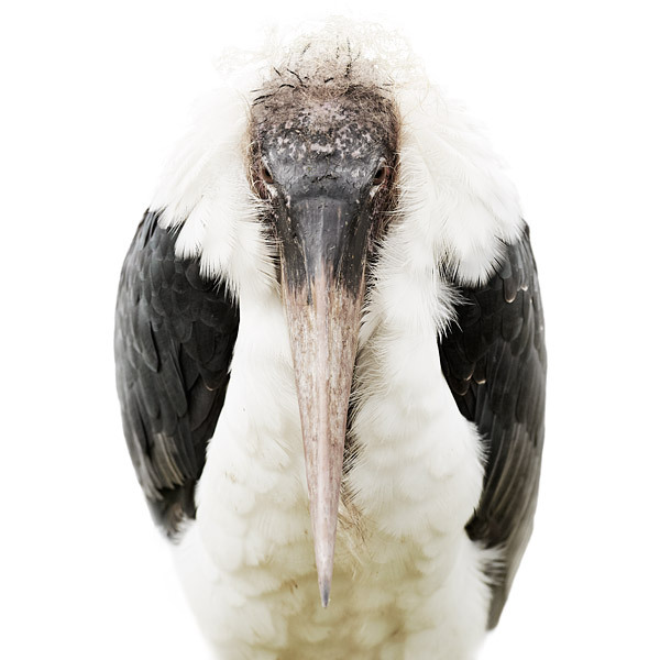 Animal Portraits by Morten Koldby mortenkoldby04 Animal Portraits by Morten Koldby