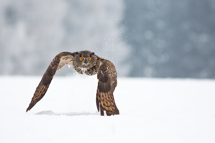 Magnificent Photos of Owls in Flight owl 06 Magnificent Photos of Owls in Flight