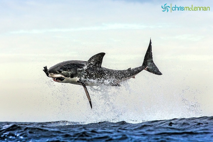 shark Perfectly Timed Photos of Great White Sharks Breaching
