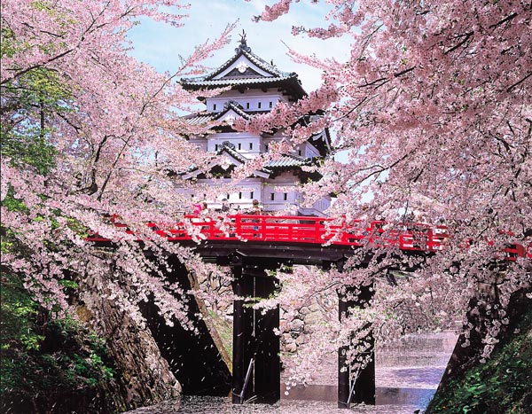 Cherry Blossom around the world 1115 Cherry Blossom around the world