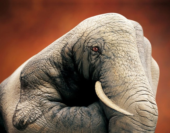 Amazing series of animal hand paintings by Italian artist Guido Daniele. 1123 Amazing series of animal hand paintings by Italian artist Guido Daniele.