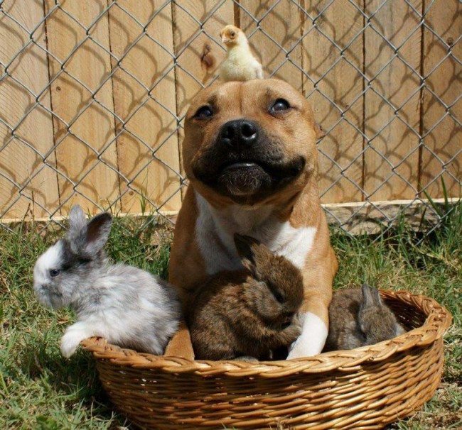 Boom, the Pit Bull who Loves Rabbits 130 650x606 Boom, the Pit Bull who Loves Rabbits
