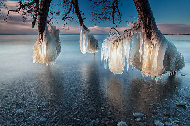 Frozen Trees on the Shores of Lake Ontario 178 Frozen Trees on the Shores of Lake Ontario