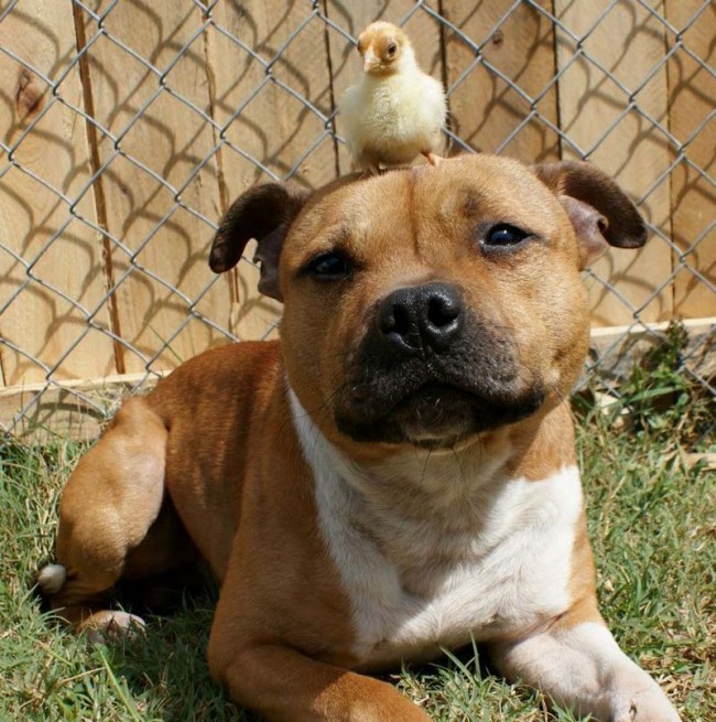 212 650x655 Boom, the Pit Bull who Loves Rabbits