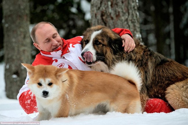 Vladimir Putin and His Dogs 233 650x433 Vladimir Putin and His Dogs