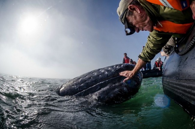 24 650x430 Kiss a Whale
