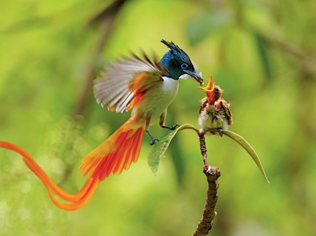 288 650x487 National Geographic: Best Photos of April 2013