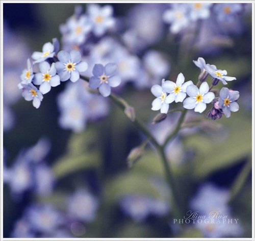 Beautiful Free Spring Wallpapers Collection 6 B l u e. Beautiful Free Spring Wallpapers Collection