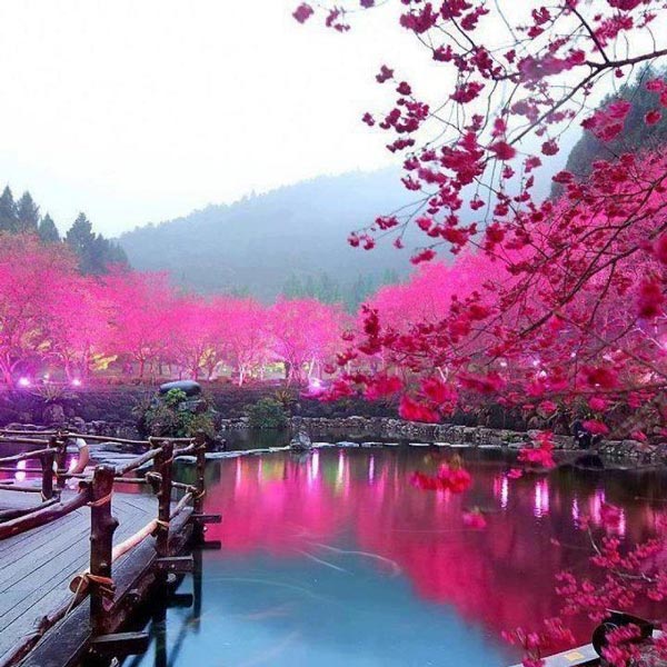 Cherry Blossom around the world 88 Cherry Blossom around the world