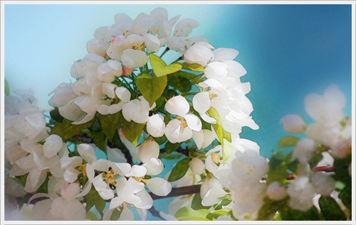 Beautiful Free Spring Wallpapers Collection 9 Blossoms On Blue Beautiful Free Spring Wallpapers Collection
