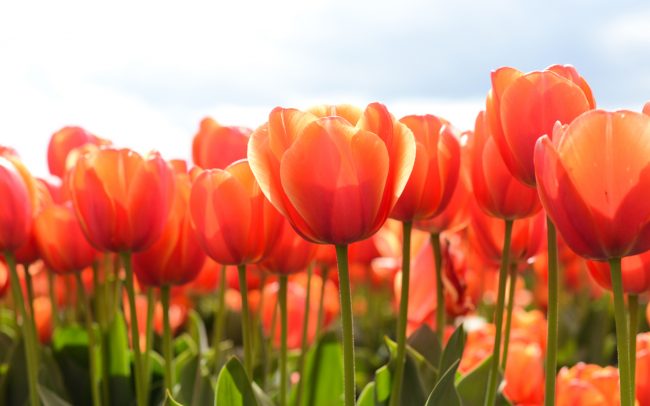 91 Tulips by Traveling Julie tablet android 650x406 dsktps.com   91: Tulips
