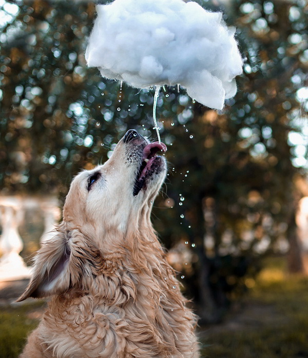 Dog Pictures by Candice Sedighan A Drink of Rain 1 Dog Pictures by Candice Sedighan