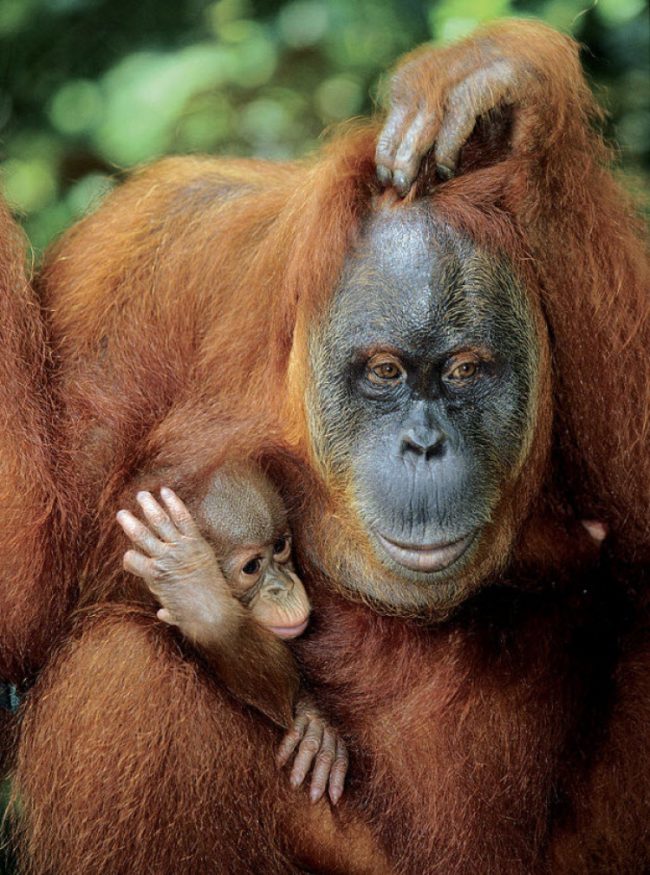 Adorably Touching Pictures of Wildlife Mothers AdorablyTouchingPicturesofWildlifeMothers7 650x875 Adorably Touching Pictures of Wildlife Mothers