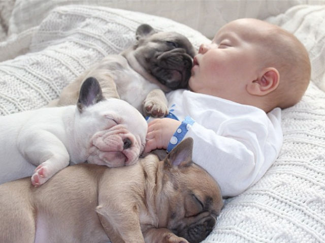 Three Bulldogs and a Baby (11 Pics) Baby with Bulldog Puppies 5 Three Bulldogs and a Baby (11 Pics)