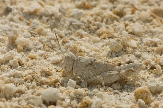 Weird Examples of Animal Camouflage Photography Camouflaged grasshopper Weird Examples of Animal Camouflage Photography