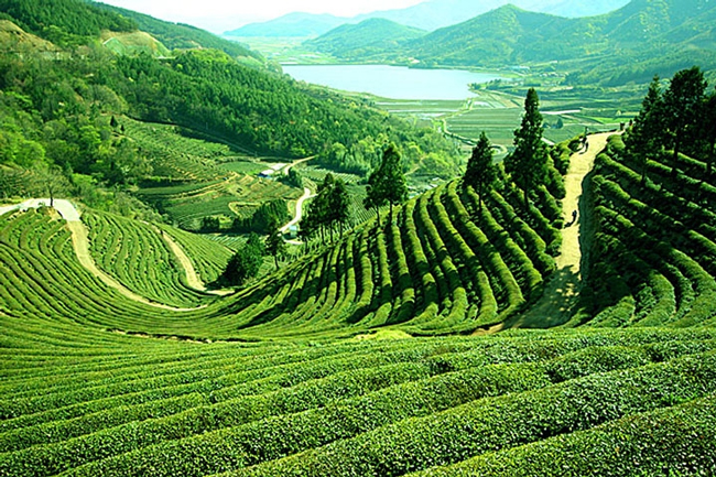 Darjeeling Beautiful Places In The World
