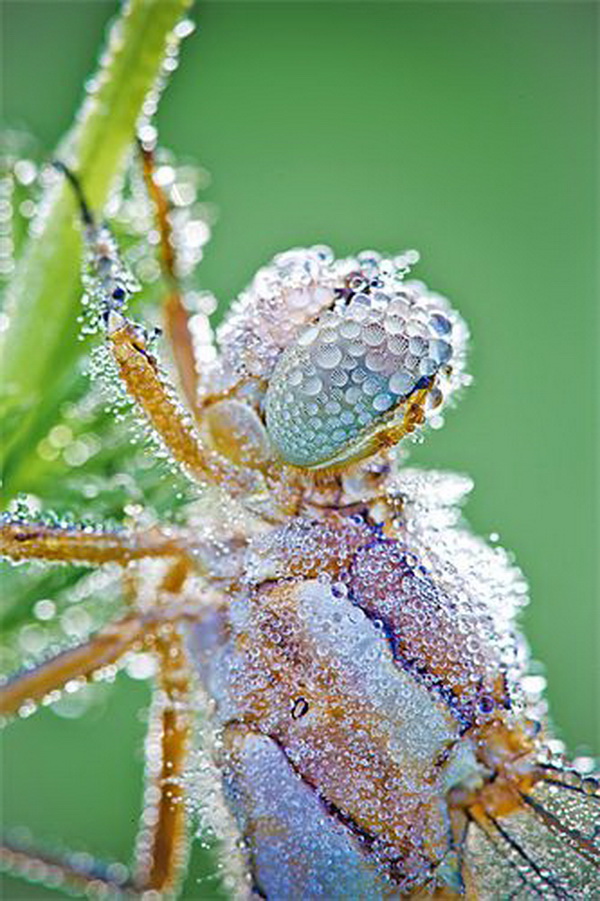 Nature Photography by David Chambon David Chambon23 Nature Photography by David Chambon