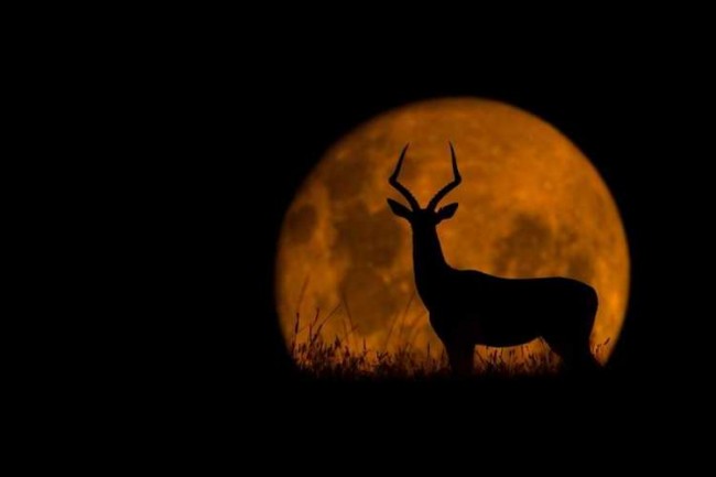 FascinatingWildlifeSilhouettePhotosbyMarioMoreno13 650x433 Fascinating Wildlife Silhouette Photos by Mario Moreno