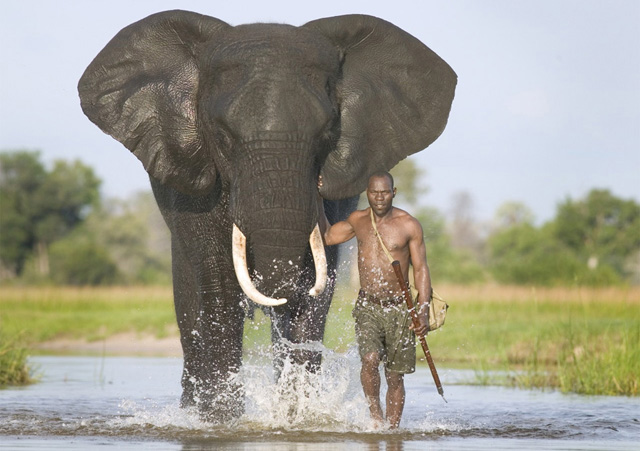 Magnificent Photos of Elephants Majestic Photos of Elephants 8 Magnificent Photos of Elephants