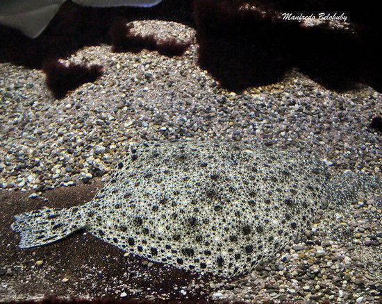 Weird Examples of Animal Camouflage Photography Mimetismo “quase” perfeito Weird Examples of Animal Camouflage Photography