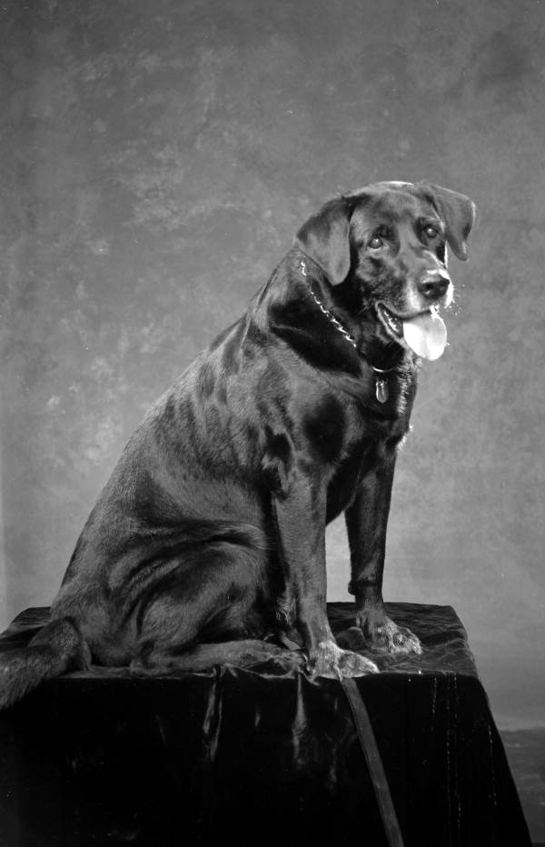 Old Portraits of Dogs in The Photographic Studio Old Portraits of Dogs in The Photographic Studio 1 Old Portraits of Dogs in The Photographic Studio