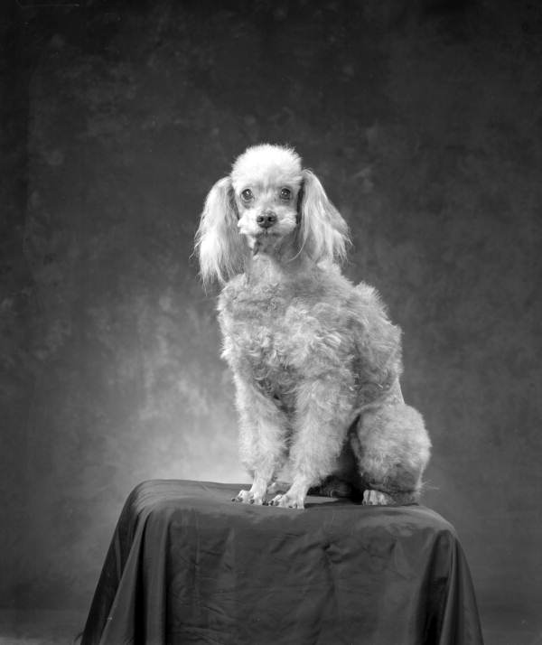 Old Portraits of Dogs in The Photographic Studio Old Portraits of Dogs in The Photographic Studio 2 Old Portraits of Dogs in The Photographic Studio