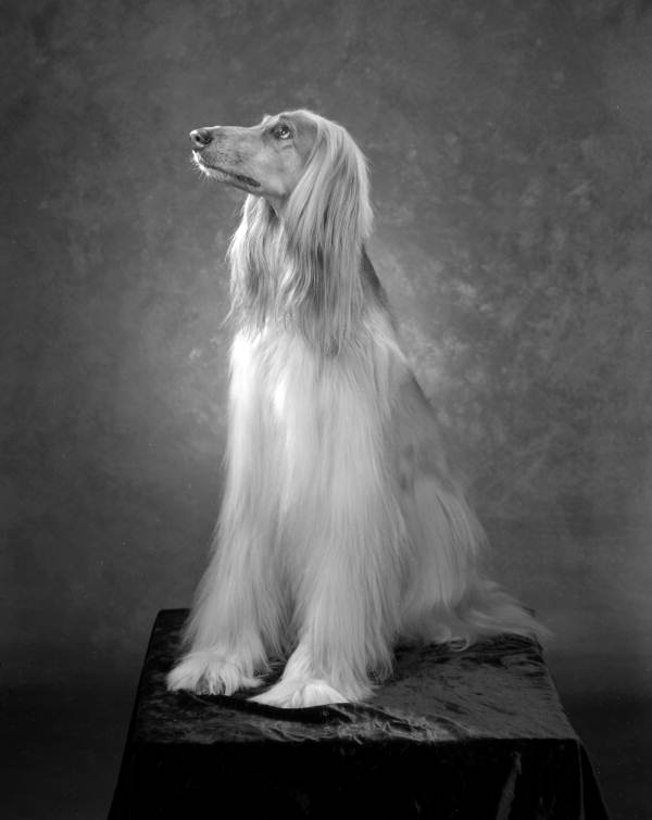 Old Portraits of Dogs in The Photographic Studio Old Portraits of Dogs in The Photographic Studio 3 Old Portraits of Dogs in The Photographic Studio