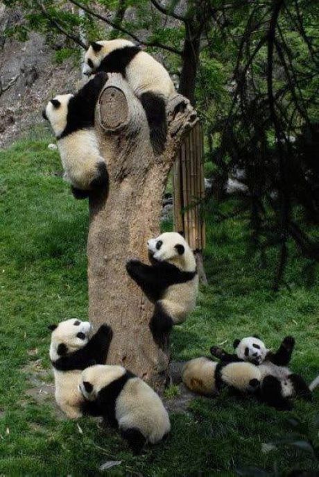 Beautiful Birds and Animals Pictures Pandas favorite activity is climbing trees Beautiful Birds and Animals Pictures