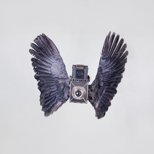 PaulOctaviousbirds00 650x650 Birds Of Aperture by Paul Octavious