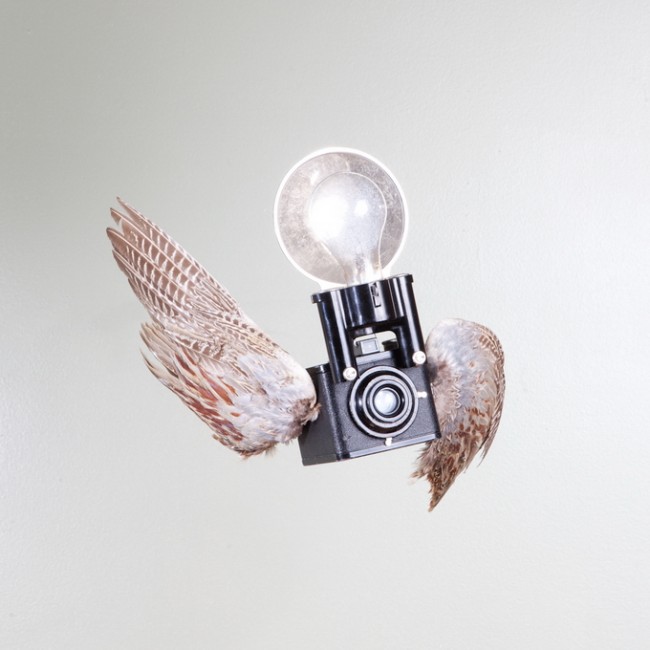 PaulOctaviousbirds03 650x650 Birds Of Aperture by Paul Octavious