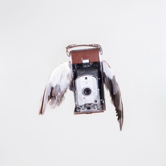 PaulOctaviousbirds05 650x650 Birds Of Aperture by Paul Octavious
