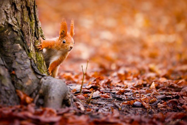 Cute Squirrels Pictures Suddenly by Irene Mei Kharkiv Ukraine 650x433 Cute Squirrels Pictures