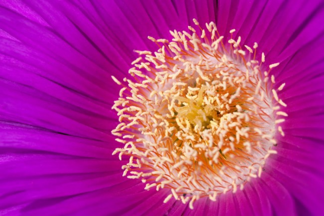 UtterlyStunningPhotosofNaturebyColbyBrown 650x433 Utterly Stunning Photos of Nature by Colby Brown