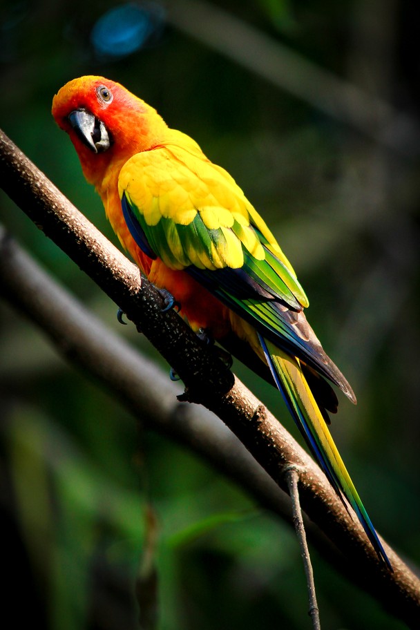 Beautiful Birds and Animals Pictures What up Bird Beautiful Birds and Animals Pictures