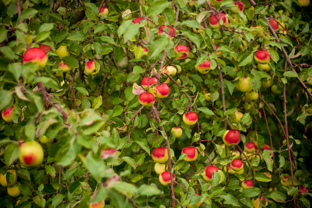 Awesome Apple Tree Photos apple tree pictures 8 Awesome Apple Tree Photos