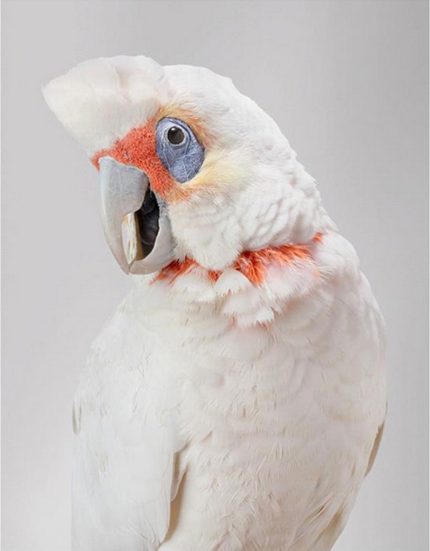 Cockatoo Portraits By Leila Jeffreys cockatoo portraits by leila jeffreys 01 Cockatoo Portraits By Leila Jeffreys