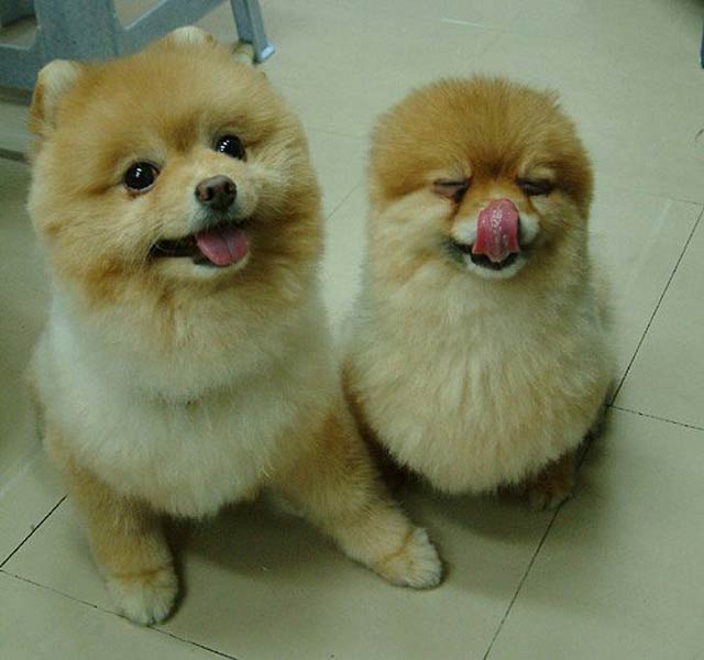 dugs 20 Photos of Smiles that Will Make You Smile