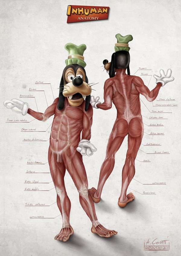 goofy s anatomy by alessandroconti 1 600x848 Anatomy of Popular Disney Characters by Alessandro Conti