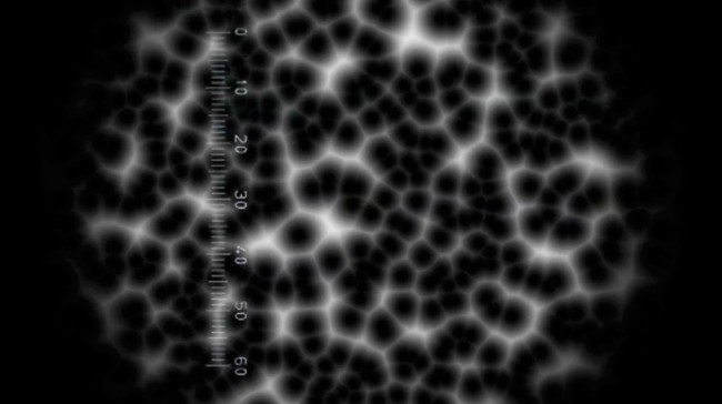 Are You Infected with the Good Virus? gv screen 3 650x364 Are You Infected with the Good Virus?