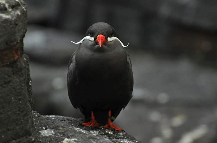 Inca Tern: The Magnificently Mustached Bird incatern06 Inca Tern: The Magnificently Mustached Bird