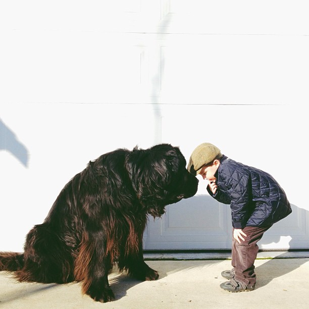 Genuine Love Between a Little Boy and His Big Dog northwestmommy 00 Genuine Love Between a Little Boy and His Big Dog