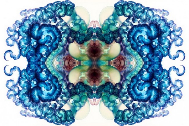 owar  06 650x433 Jellyfish Art by Aaron Ansarov