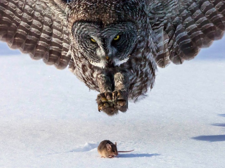 owl Perfectly Timed Photos of Animals About to Become Dinner