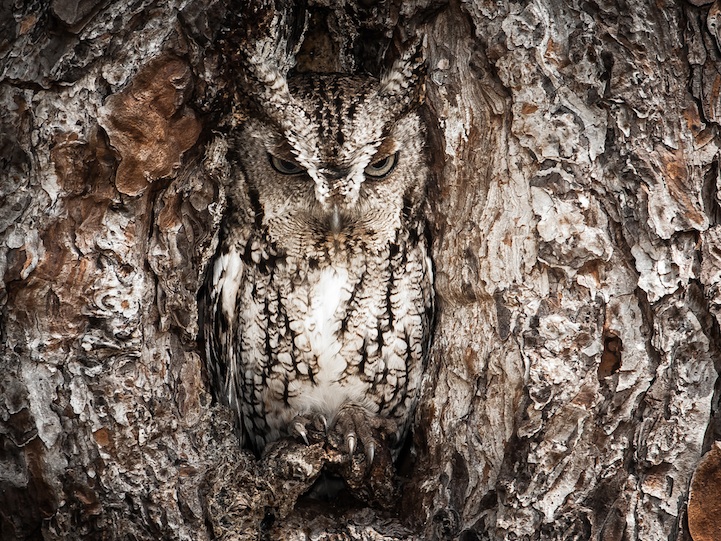 Stunning Nature Shots in 2013 National Geographic Traveler Photo Contest owl1 Stunning Nature Shots in 2013 National Geographic Traveler Photo Contest