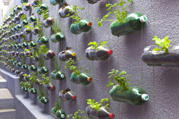 Recycled Bottles Make Fine Urban Garden recycled bottles make fine urban garden 1 Recycled Bottles Make Fine Urban Garden