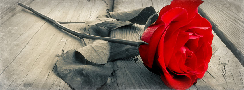 Beautiful Facebook Timeline Covers red rose fb timeline cover Beautiful Facebook Timeline Covers