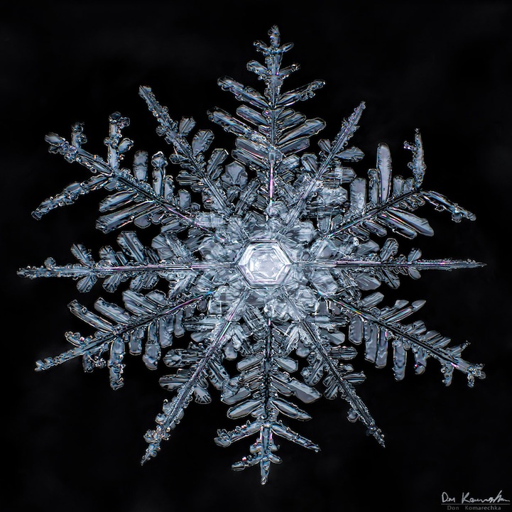 Crystal Clear Snowflake Photos by Don Komarechka snowflake 10 Crystal Clear Snowflake Photos by Don Komarechka