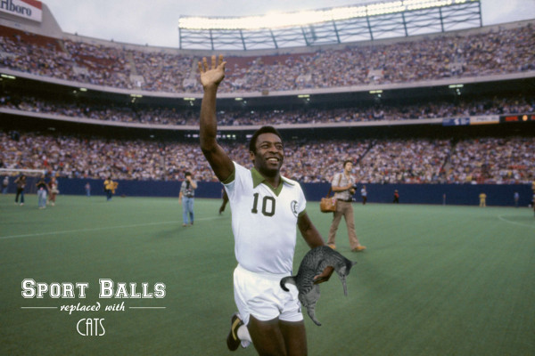 tumblr ml3308Nqmc1sny3y0o1 1280 600x400 Sport Balls replaced with cats