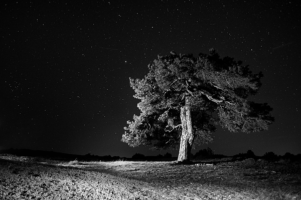 003 sabinas estrellas covanegra Sabinas y estrellas by CovaNegra